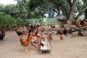 Tập huấn kỹ thuật nuôi gà thả vườn